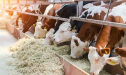 Tarımsal destekleme ödemeleri çiftçilerin hesaplarına aktarılıyor