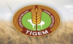 TİGEM’den 5 ton fıstık çamı kozalağı için ihale duyurusu