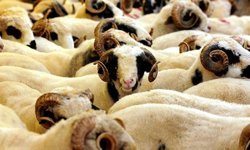 '2026 Kurban Hizmetleri Tebliği' yayımlandı: Kesimler randevulu ve denetimli yapılacak