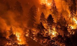 ABD'de orman yangınlarında 27 bin dönümlük alan küle döndü