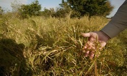 ABD'de tarım alanlarında istilacı tür alarmı