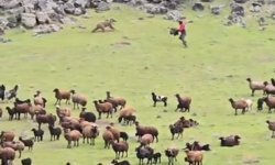 Ağrı Dağı'nda bir ayı koyun sürünün içinden geçip gitti