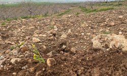 Aşırı yağışlar meyve bahçelerini tehdit ediyor: Uzmanlardan kritik uyarılar