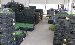 Bahçeler canlanıyor: Fideler tezgâhlarda yerini almaya başladı