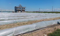 Bakanlıktan tarlada kalan marul iddialarına yalanlama