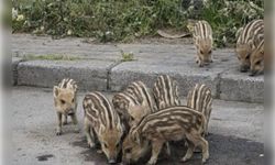 Balçova’da yaban domuzları park alanlarına indi