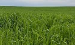 Batman'da buğday tarlalarında kök çürüklüğü ve yatma riski artıyor
