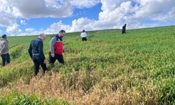 Batman'da buğday üreticilerine yanlış ilaçlama uyarısı