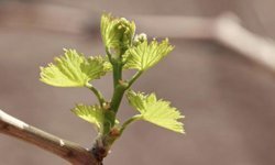 Batman'da çiftçilere 'Çinko-Bor' uyarısı