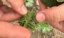 Batman'da sera üreticilerine hastalık ve zararlı uyarısı