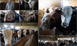 Besici Adnan Özaras: Maliyetler arttı, kurbanlık fiyatları yükseldi