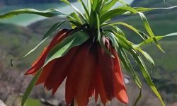 Bingöl dağlarının 'Hüzün çiçeği' ters laleler yüzünü gösterdi