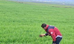 Bingöl İl Tarım Müdürlüğünden hububat üreticilerine çağrı: Yabancı ot ve hastalık riski artıyor