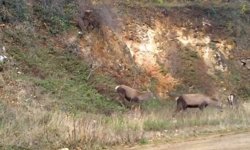 Bursa'da kızıl geyikler görüntülendi