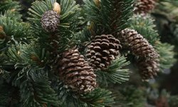 Çam kese zararlısına karşı doğal çözüm