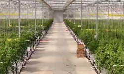 Çaycuma Sera Organize Tarım Bölgesi'nde üretim başladı