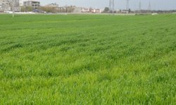 Çiftçiler yağış nedeniyle ilaçlama yapamıyor