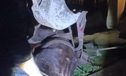 Dicle Nehri'ne düşen ineği itfaiye ekipleri kurtardı