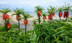 Diyarbakır'da bahar şöleni: Sakız Dağı ters lalelerle renklendi