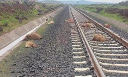 Diyarbakır'da yük treni sürüye daldı: 5 koyun telef oldu