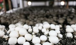 Dünya kayısı başkenti Malatya'da mantar üretimi dikkat çekiyor