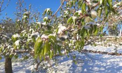 Elazığ için zirai don uyarısı