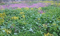 Gaziantep'te baharın gelişiyle birlikte doğa adeta yeniden canlandı