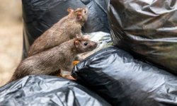 Gazze'de kemirgenler sorunu giderek büyüyor