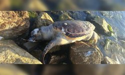 Güzelbahçe sahilinde caretta caretta kıyıya vurdu