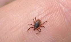 Havalar ısınıyor, kene vakalarına karşı nelere dikkat edilmeli