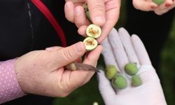 İncirde hasat takvimi ve koruma kuralları zorunlu oldu