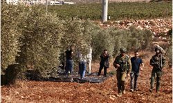 İşgalci siyonistler Batı Şeria'da yüzlerce zeytin ağacını söktü
