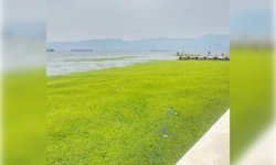 İzmir sahilinde yosun yoğunluğu dikkat çekti