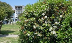 İzmir'de bahar yüzünü gösterdi