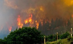 Japonya'da orman yangınları: Söndürme çalışmaları ikinci gününde sürüyor