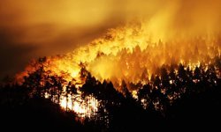 Japonya'da orman yangınlarıyla mücadele sürüyor