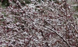 Kar yağışının etkili olduğu Malatya'da üreticilere don uyarısı