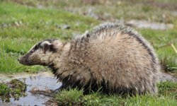 Karlıova'da nesli tükenmekte olan porsuk görüntülendi