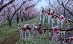 Kastamonu'da zirai don uyarısı yapıldı