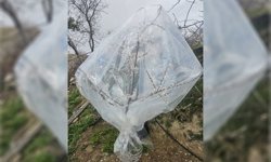 Kayısıda don tehlikesine karşı dikkat çeken önlem