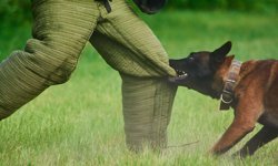 Kayseri'de köpek saldırısı davasında 2 milyon TL tazminat