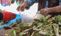 Kenger tezgahlarda: Şifa deposu ama fiyatlar cep yakıyor