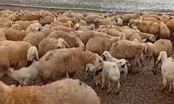 Kış mevsiminin çetin geçmesi hayvan üreticilerini zorluyor