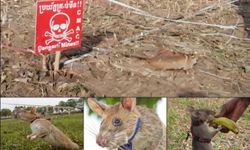 Koku alma yeteneği güçlü fareler patlayıcı tespitinde kullanılıyor