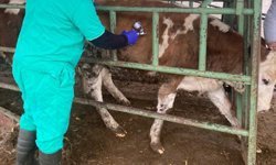 Konya Beyşehir'de hayvan sağlığı denetimleri artırıldı