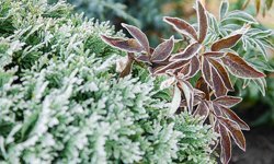 Konya ve çevresinde zirai don alarmı