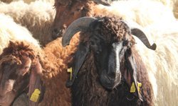 Kurban hazırlıklarını hızlandıran Umut Kervanı'ndan vekalet çağrısı