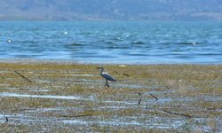Kuruyan göl yeniden kuşlara yuva oldu