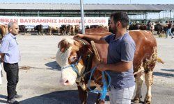 Malatya'da büyükbaş kurbanlık fiyatları açıklandı
