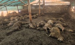 Malatya'da kurdun girdiği ağılda 40 koyun telef oldu